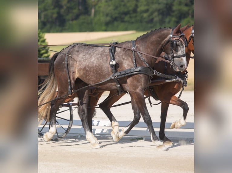 Duits sportpaard Ruin 5 Jaar 178 cm Zwartschimmel in Brackenheim