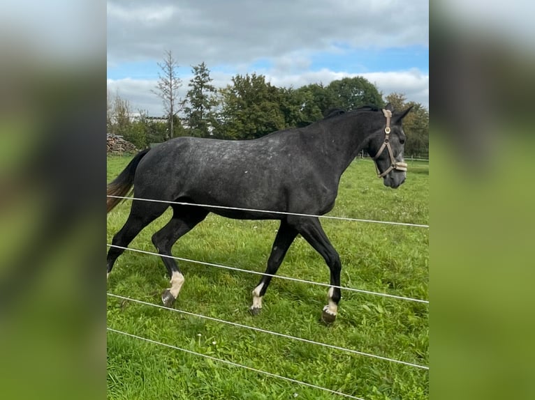 Duits sportpaard Ruin 5 Jaar 178 cm Zwartschimmel in Brackenheim