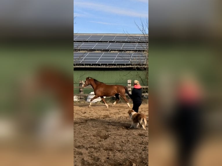 Duits sportpaard Ruin 6 Jaar 160 cm Vos in Uphusum