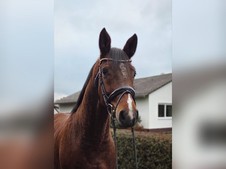 Duits sportpaard Ruin 6 Jaar 162 cm Bruin in Bad Schussenried