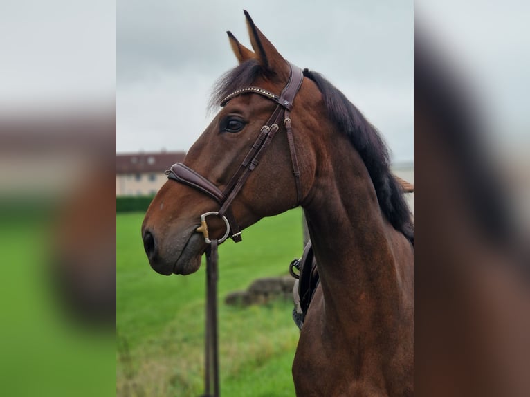 Duits sportpaard Ruin 6 Jaar 162 cm Bruin in Ilshofen