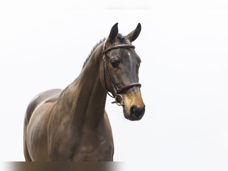 Duits sportpaard Ruin 6 Jaar 162 cm  in Waddinxveen