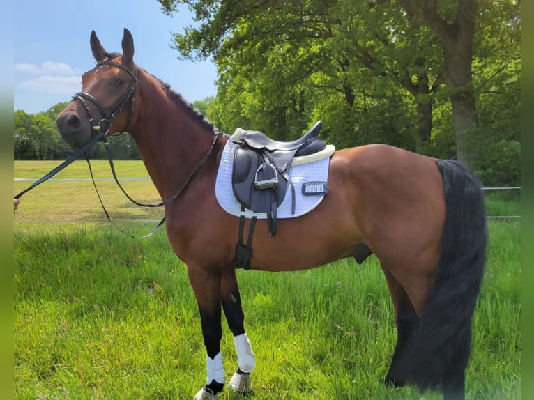 Duits sportpaard Ruin 6 Jaar 163 cm Bruin in Vechta