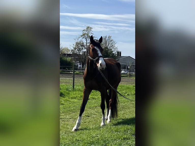 Duits sportpaard Ruin 6 Jaar 163 cm Donkerbruin in Petersberg