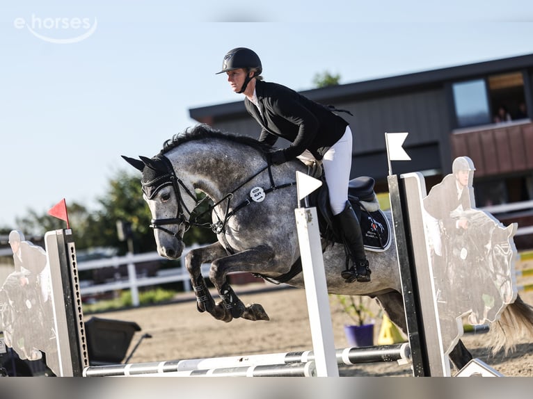 Duits sportpaard Ruin 6 Jaar 163 cm Schimmel in Süderlügum