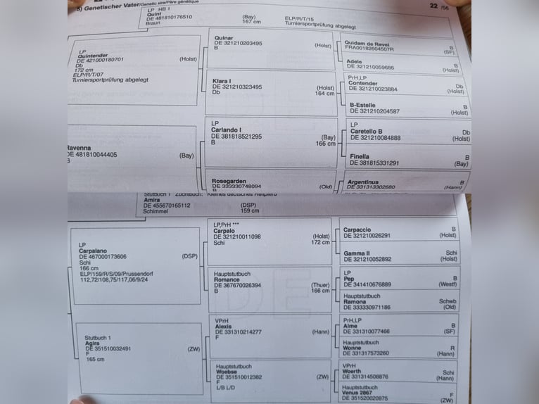 Duits sportpaard Ruin 6 Jaar 163 cm Schimmel in Weißensee