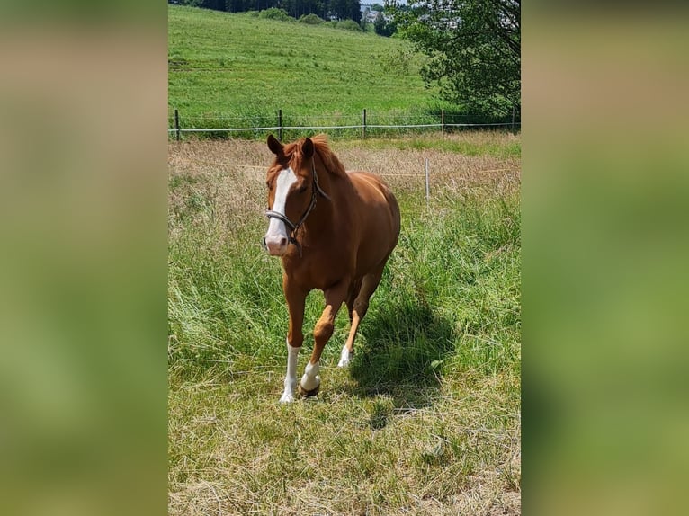 Duits sportpaard Ruin 6 Jaar 163 cm Vos in Ki&#xDF;legg