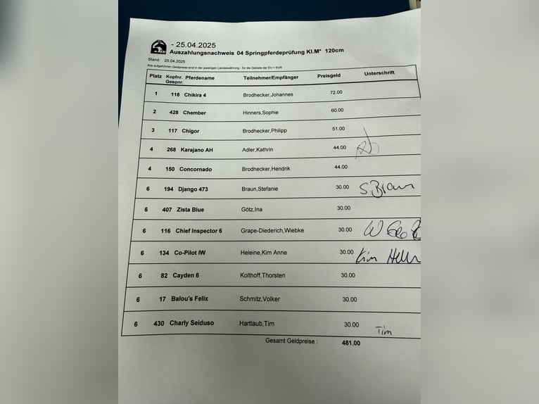 Duits sportpaard Ruin 6 Jaar 164 cm Appelschimmel in SchefflenzSchefflenz