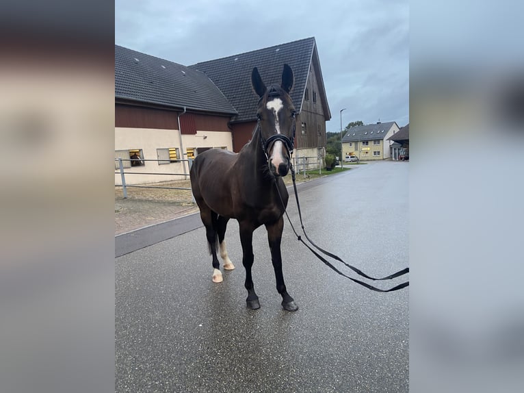 Duits sportpaard Ruin 6 Jaar 165 cm Donkerbruin in StimpfachStimpfach