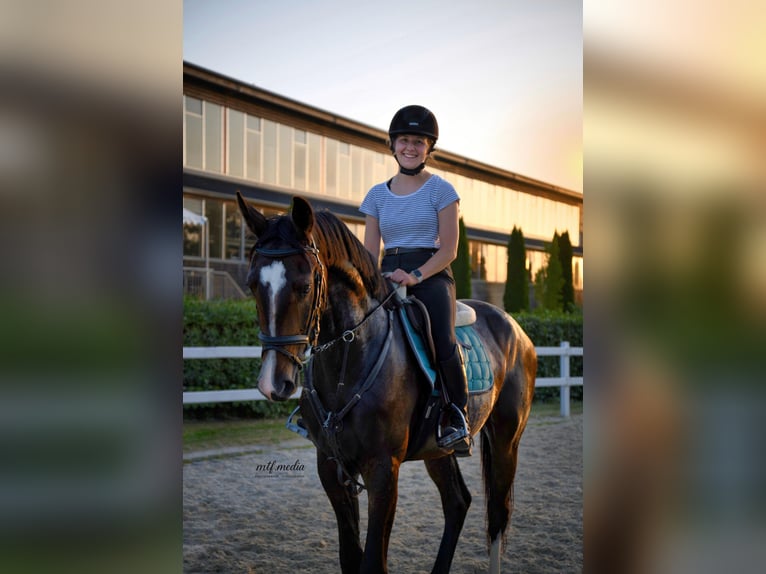 Duits sportpaard Ruin 6 Jaar 165 cm Donkerbruin in StimpfachStimpfach