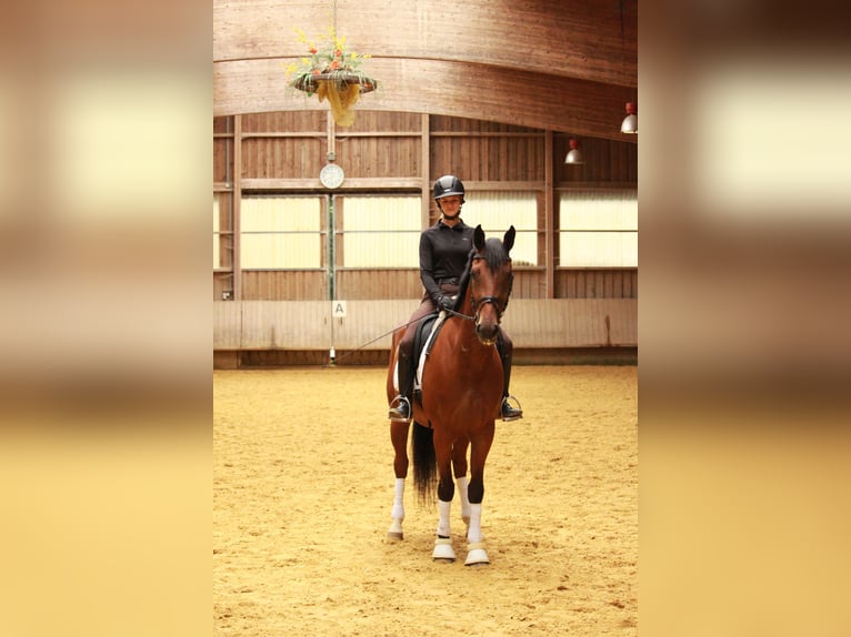 Duits sportpaard Ruin 6 Jaar 166 cm Bruin in Mainhardt