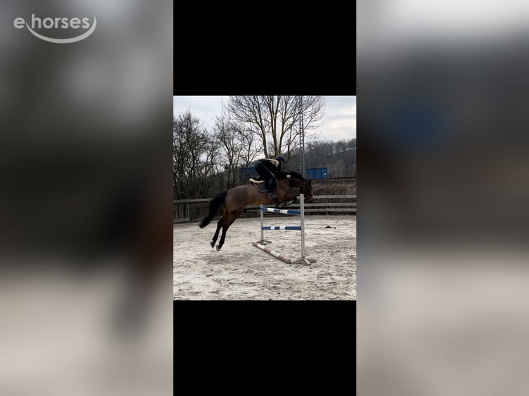Duits sportpaard Ruin 6 Jaar 166 cm Bruin in Dermbach