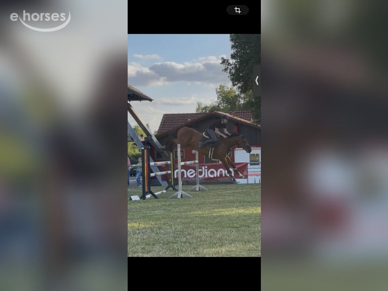 Duits sportpaard Ruin 6 Jaar 166 cm Bruin in Dermbach