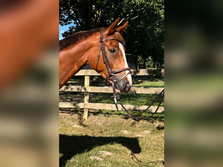 Duits sportpaard Ruin 6 Jaar 166 cm Vos in Kyritz