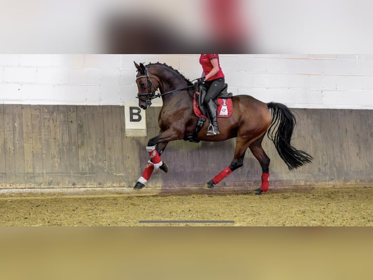 Duits sportpaard Ruin 6 Jaar 167 cm Bruin in Diez
