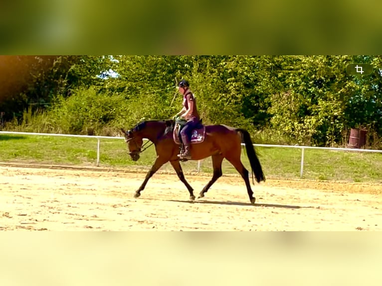 Duits sportpaard Ruin 6 Jaar 167 cm Bruin in Diez