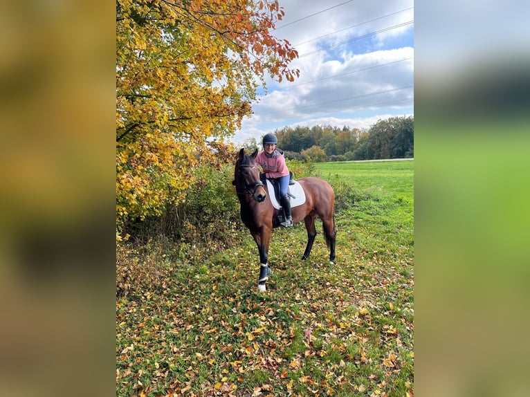 Duits sportpaard Ruin 6 Jaar 167 cm Bruin in Ostrach
