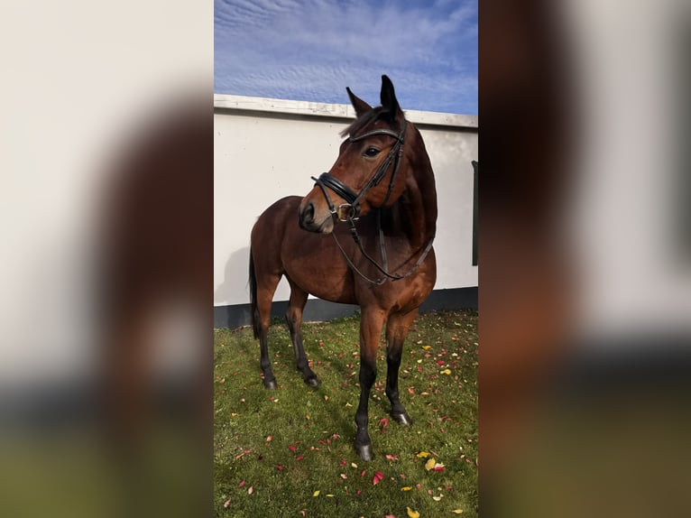 Duits sportpaard Ruin 6 Jaar 167 cm Bruin in Löderburg