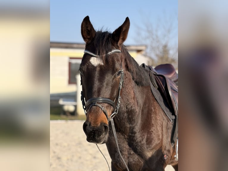 Duits sportpaard Ruin 6 Jaar 167 cm Bruin in Bad Lauchstädt