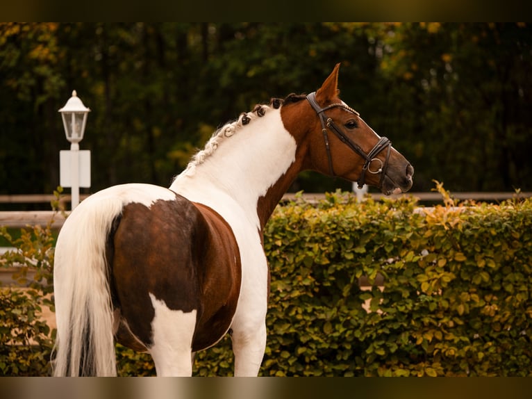 Duits sportpaard Ruin 6 Jaar 167 cm Gevlekt-paard in Wehringen