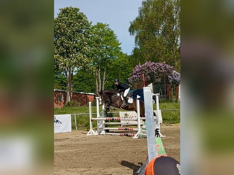Duits sportpaard Ruin 6 Jaar 167 cm  in Gifhorn