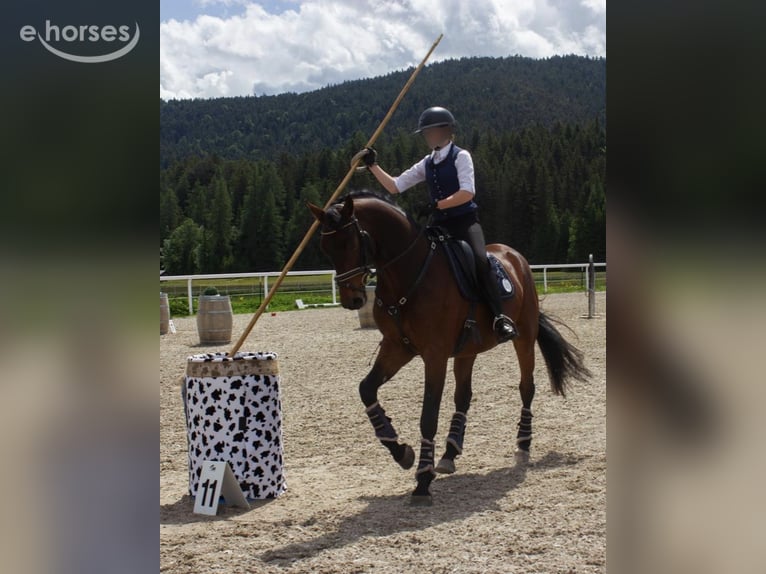 Duits sportpaard Ruin 6 Jaar 168 cm Bruin in Polling
