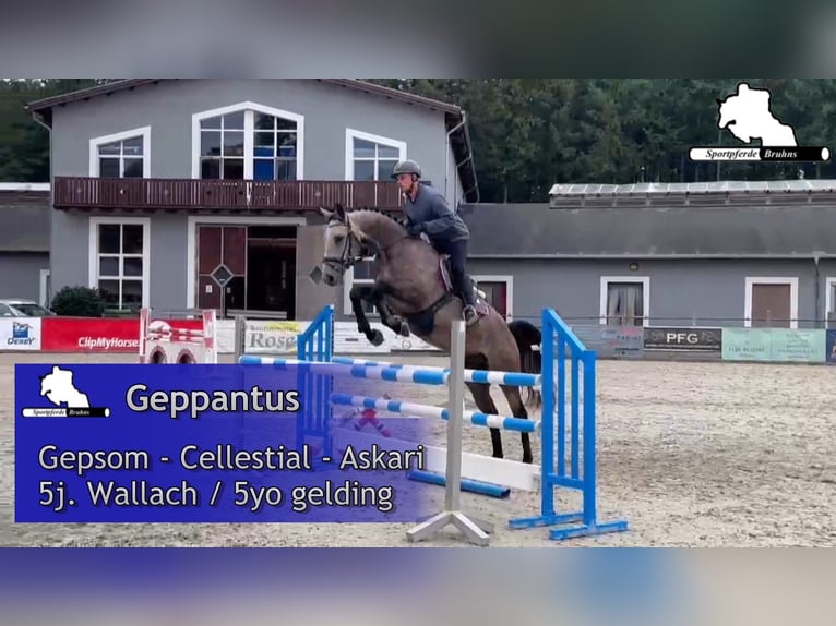 Duits sportpaard Ruin 6 Jaar 168 cm Schimmel in Gadow