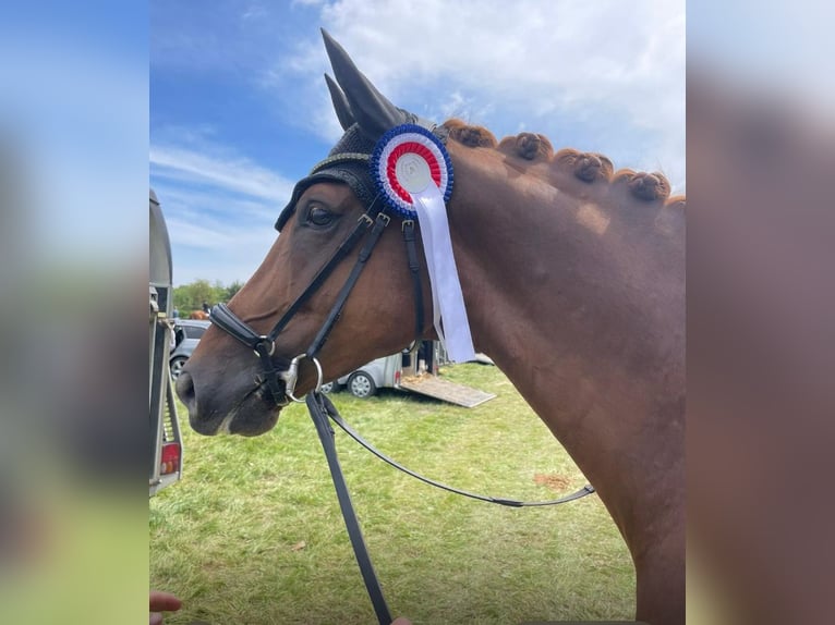 Duits sportpaard Ruin 6 Jaar 168 cm Vos in Lübeck