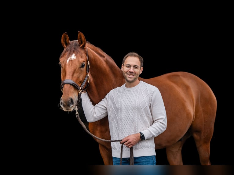 Duits sportpaard Ruin 6 Jaar 168 cm Vos in Mainz