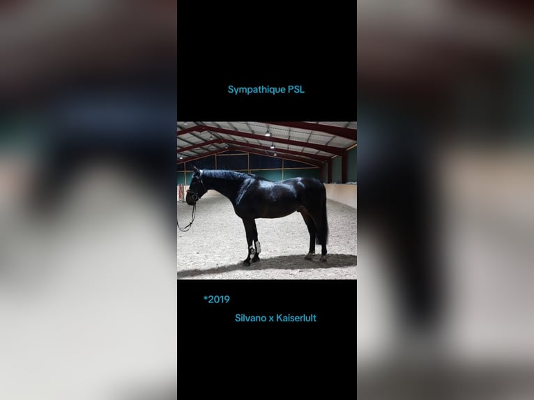 Duits sportpaard Ruin 6 Jaar 168 cm Zwartbruin in Walshausen