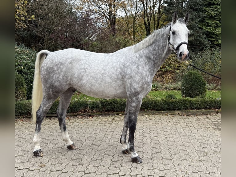 Duits sportpaard Ruin 6 Jaar 169 cm Appelschimmel in WipperfürthWipperfürth