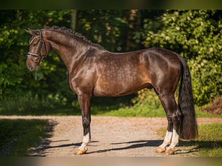 Duits sportpaard Ruin 6 Jaar 169 cm Bruin in Wehringen
