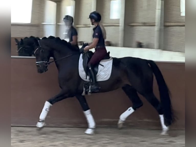 Duits sportpaard Ruin 6 Jaar 169 cm Bruin in Wehringen