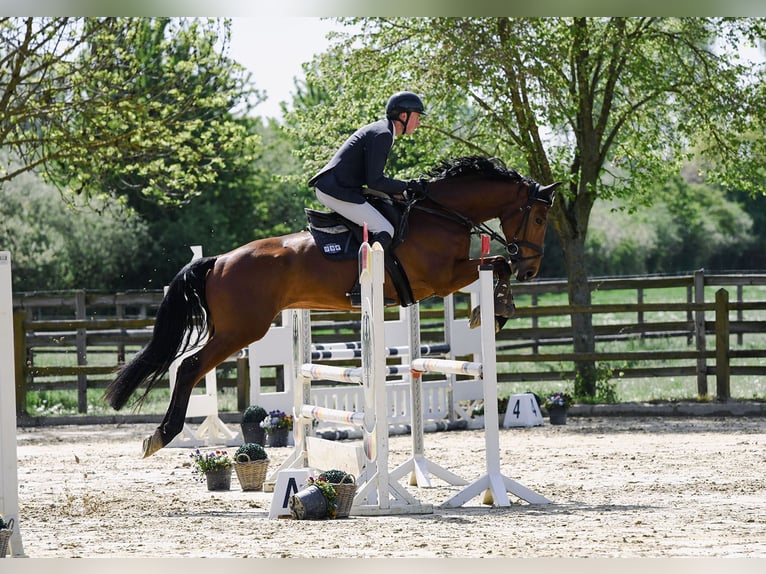 Duits sportpaard Ruin 6 Jaar 169 cm Bruin in Riedstadt