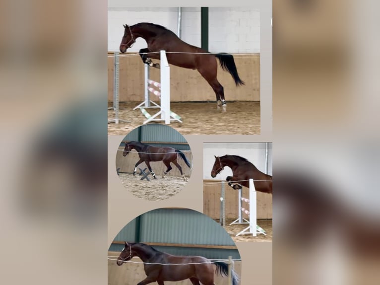 Duits sportpaard Ruin 6 Jaar 170 cm Bruin in Ludwigslust