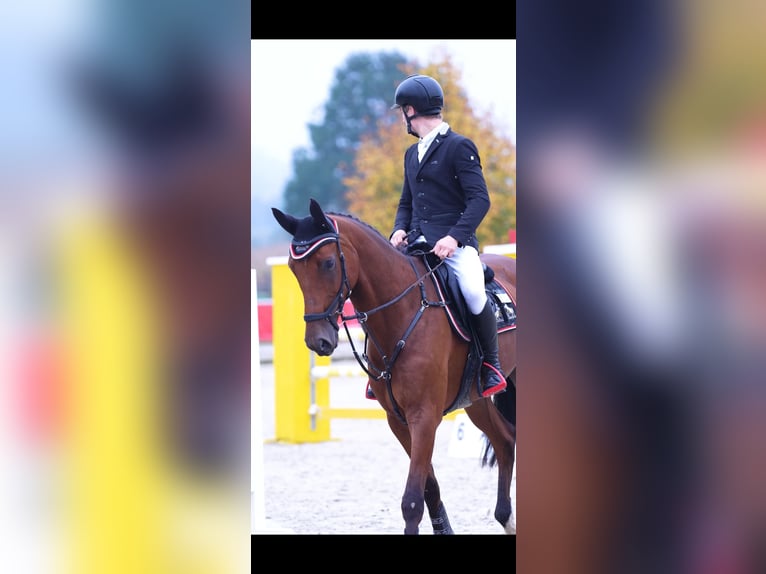 Duits sportpaard Ruin 6 Jaar 170 cm Bruin in Biblis