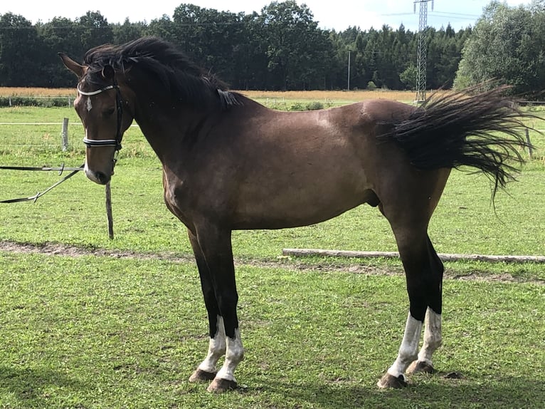 Duits sportpaard Ruin 6 Jaar 170 cm Donkerbruin in Liebenwalde