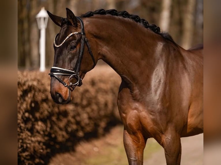 Duits sportpaard Ruin 6 Jaar 170 cm Donkerbruin in Tauberrettersheim