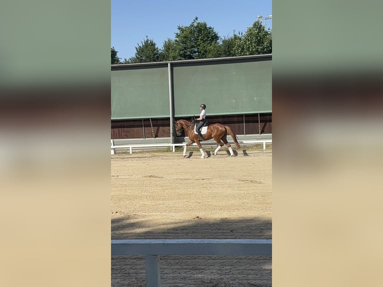 Duits sportpaard Ruin 6 Jaar 170 cm Vos in Altenstadt