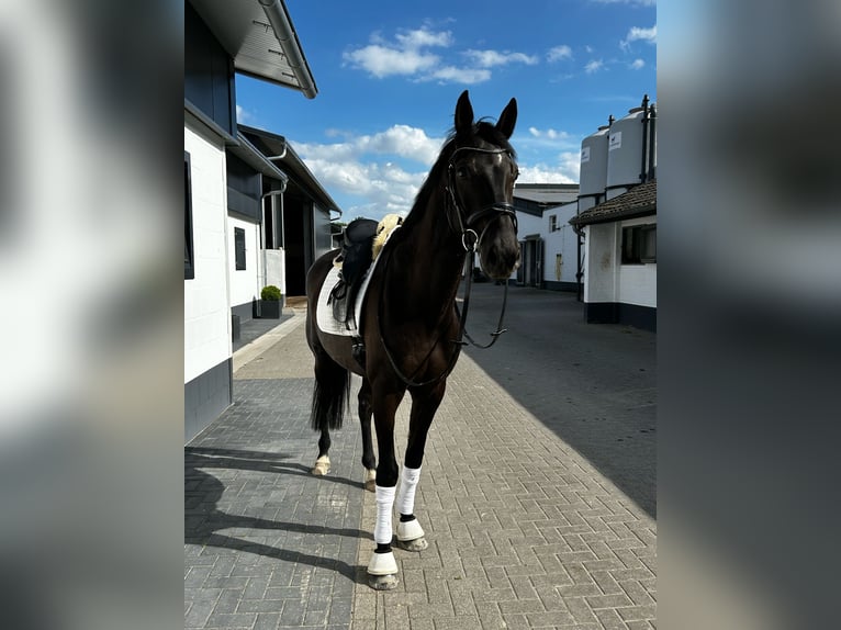 Duits sportpaard Ruin 6 Jaar 170 cm Zwart in Mönchengladbach