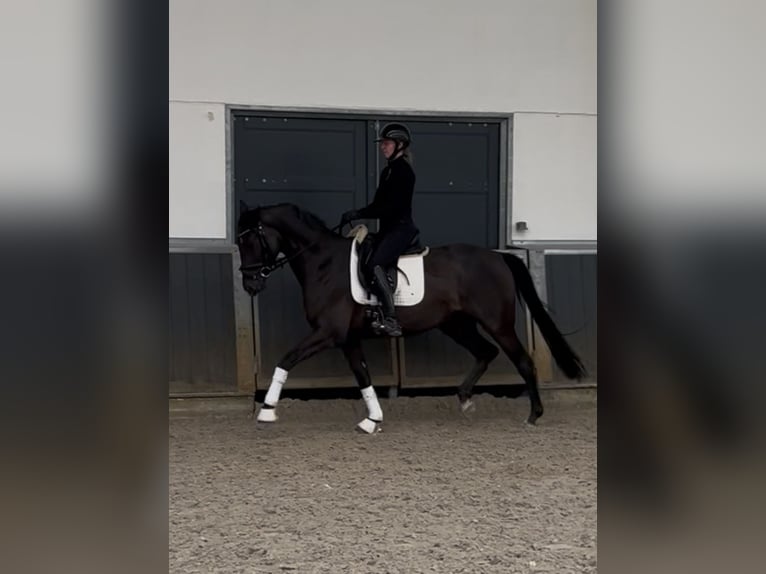 Duits sportpaard Ruin 6 Jaar 170 cm Zwart in Mönchengladbach