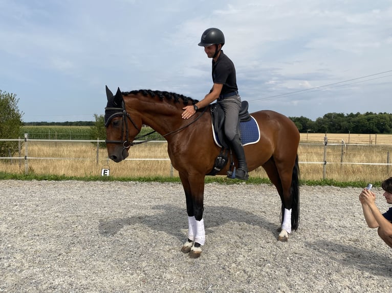 Duits sportpaard Ruin 6 Jaar 171 cm Bruin in Zellwiller