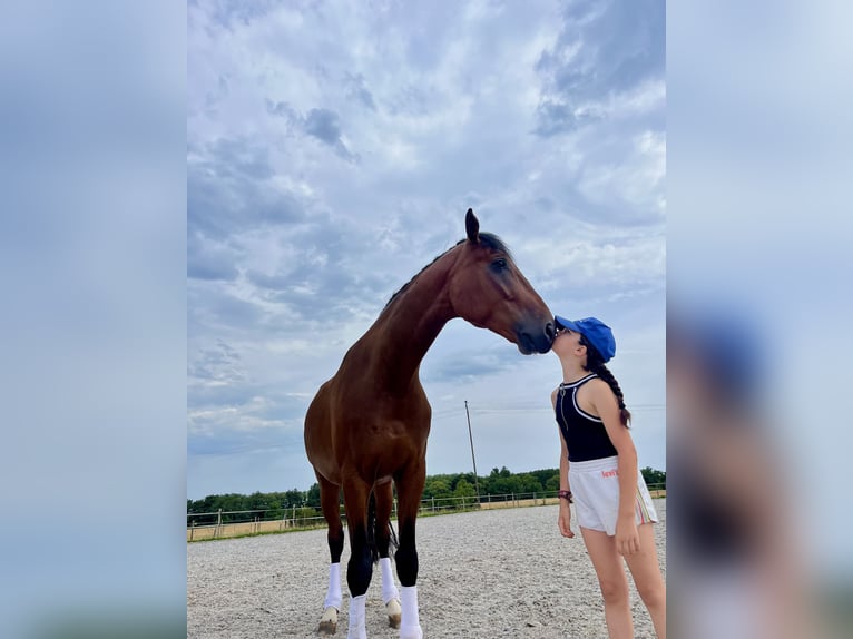 Duits sportpaard Ruin 6 Jaar 171 cm Bruin in Zellwiller