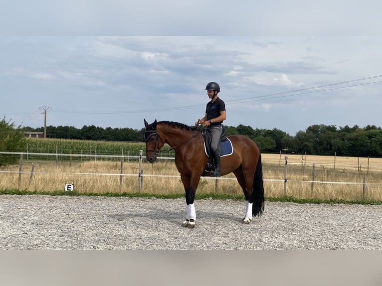 Duits sportpaard Ruin 6 Jaar 171 cm Bruin in Zellwiller