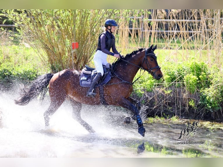 Duits sportpaard Ruin 6 Jaar 171 cm Bruin in Arnstadt