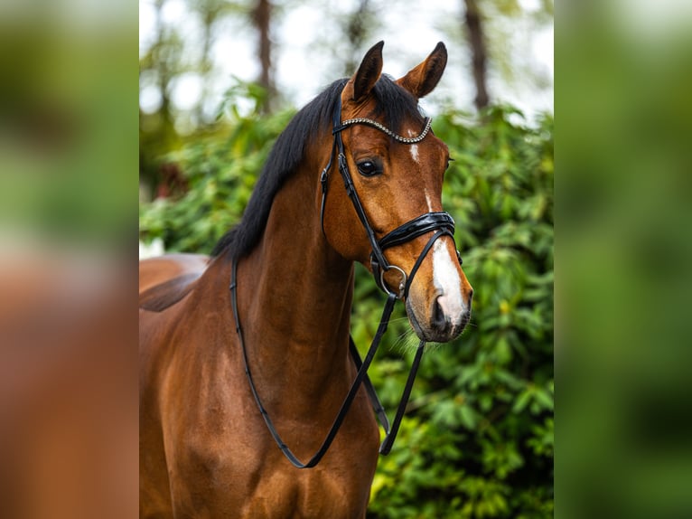 Duits sportpaard Ruin 6 Jaar 172 cm Bruin in Weert