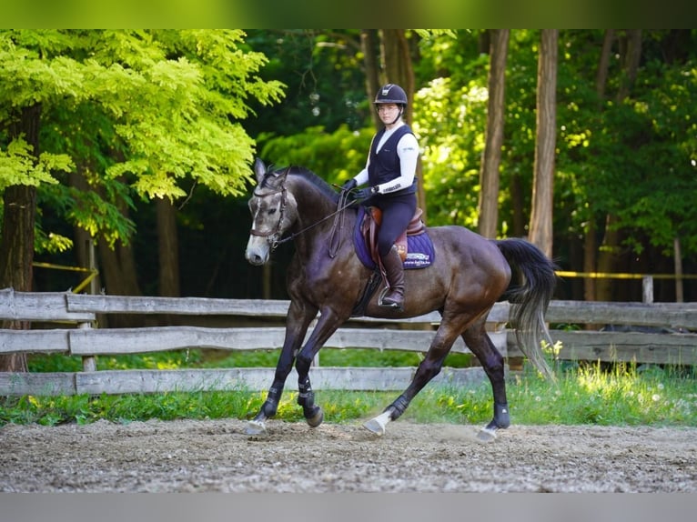 Duits sportpaard Ruin 6 Jaar 172 cm Schimmel in Steinabrückl