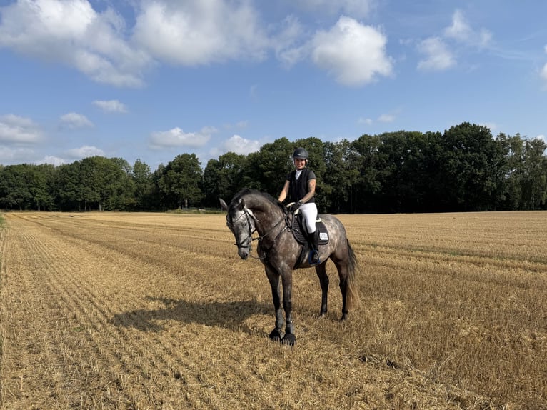 Duits sportpaard Ruin 6 Jaar 172 cm Schimmel in Stolpen