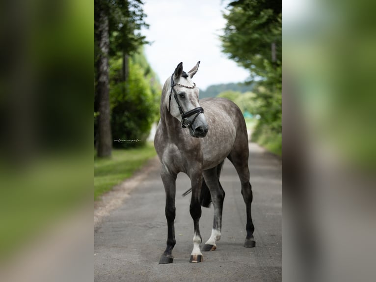 Duits sportpaard Ruin 6 Jaar 172 cm Schimmel in Illertissen