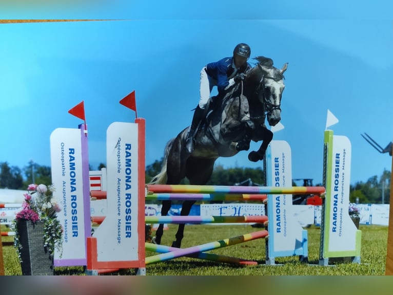 Duits sportpaard Ruin 6 Jaar 172 cm Vliegenschimmel in La Chaux-de-Fonds